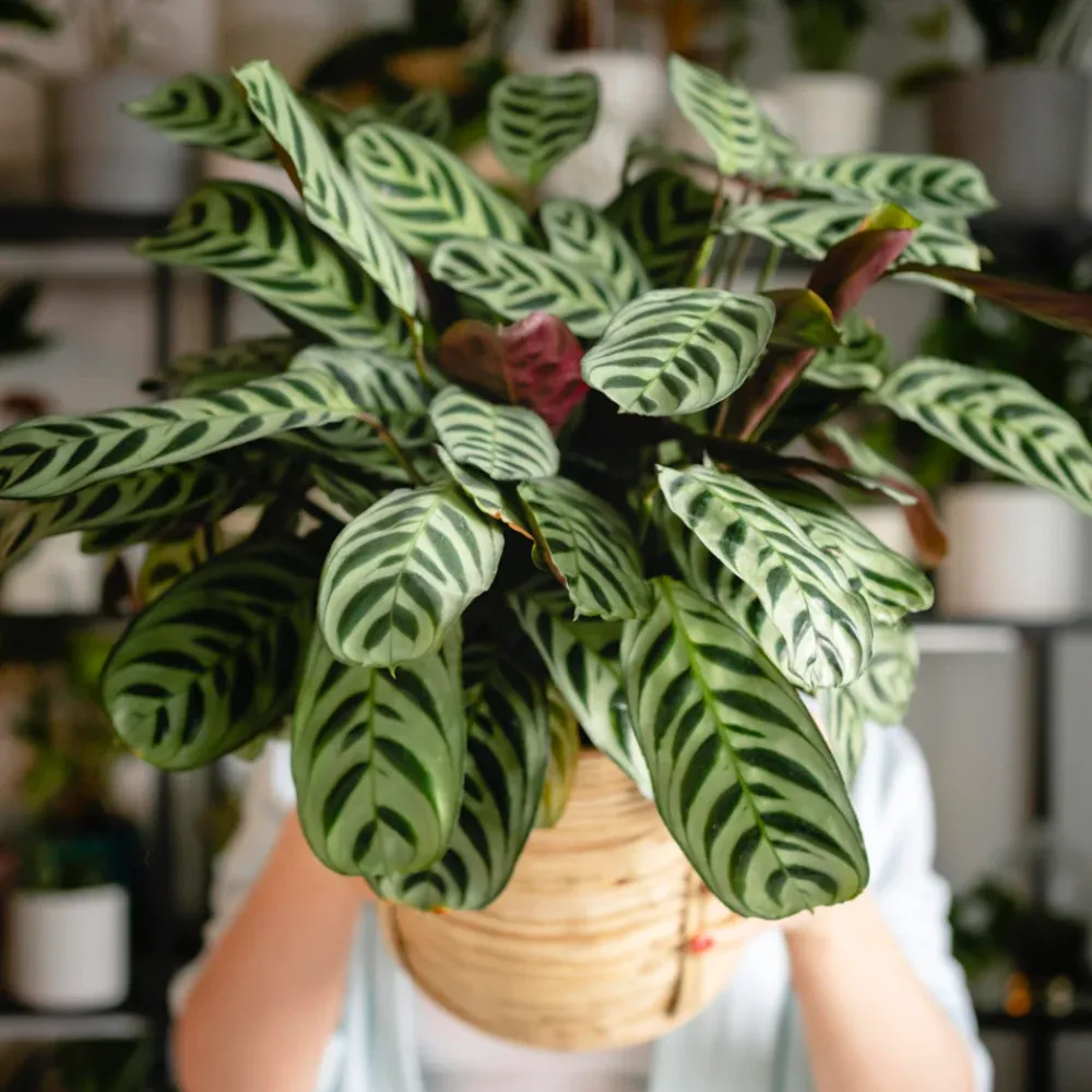 Комнатные цветы