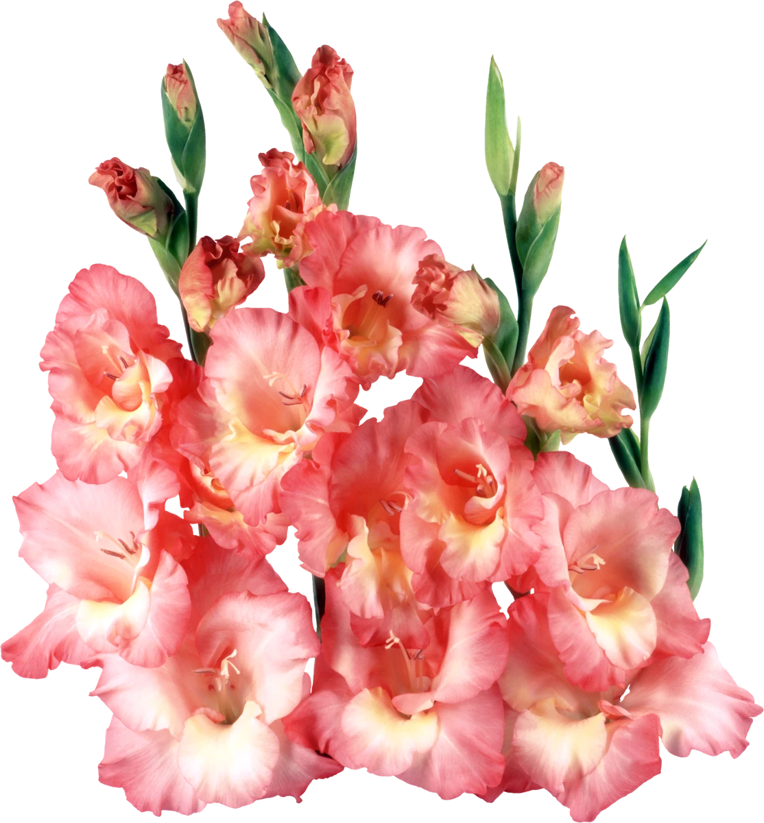 Гладиолусы